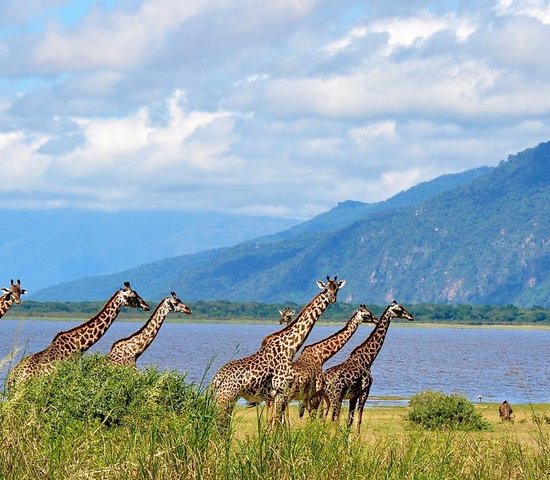 Lac Manyara   Tanzanie