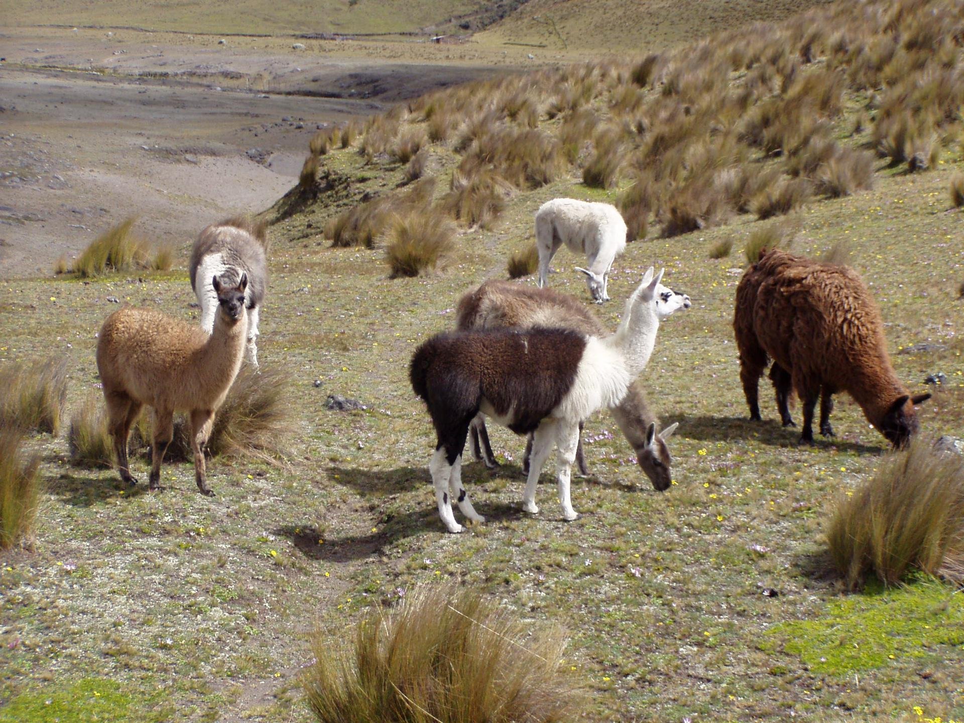 Lama Ecuador