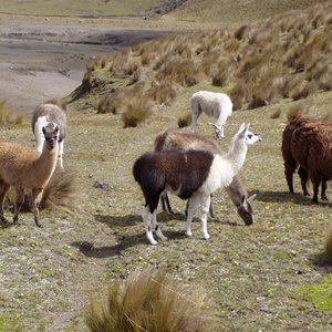 Lama Ecuador