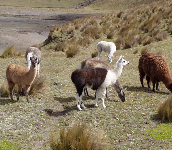 Lama Ecuador