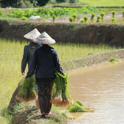 laos riziere