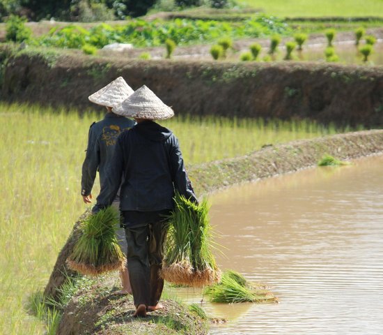 laos riziere