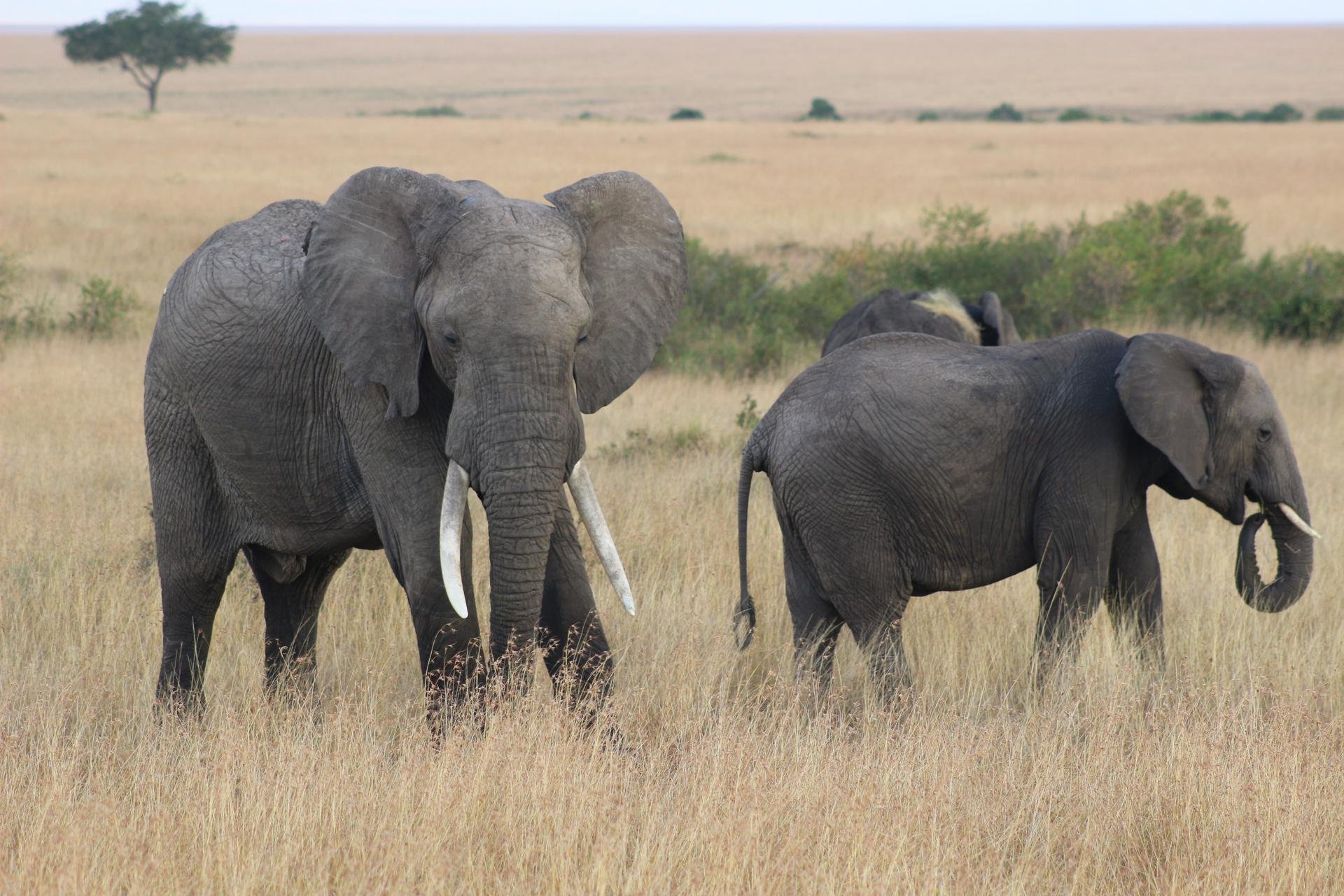 Le Kenya et les animaux