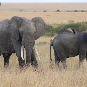 Le Kenya et les animaux