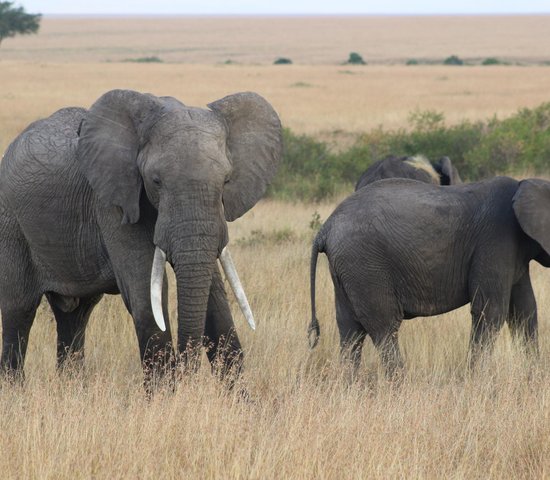 Le Kenya et les animaux