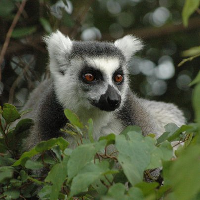 Lemur Catta