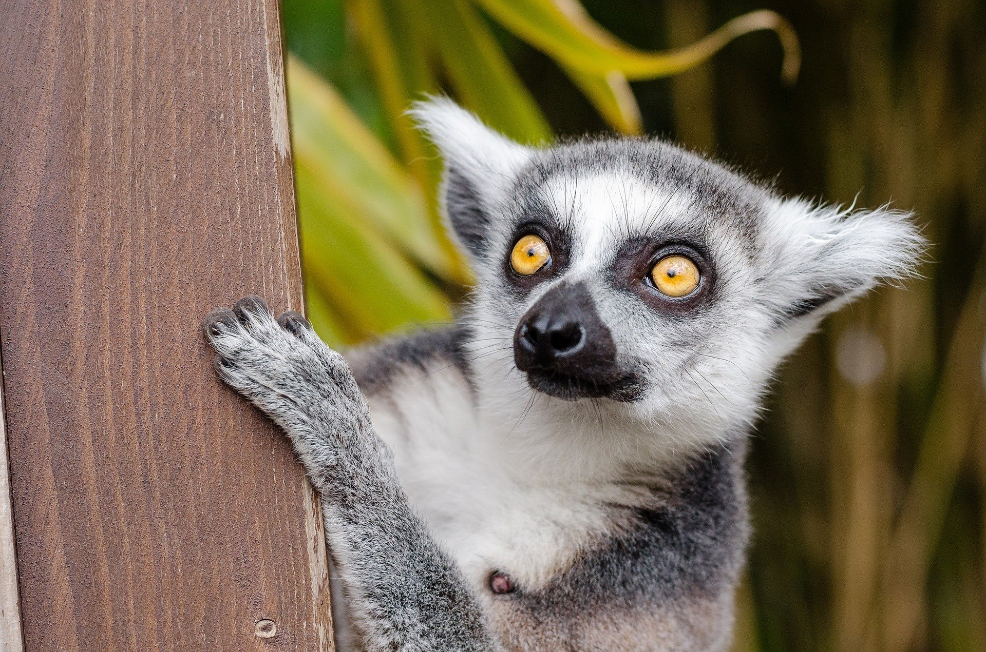 lemurien madagascar