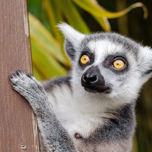lemurien madagascar
