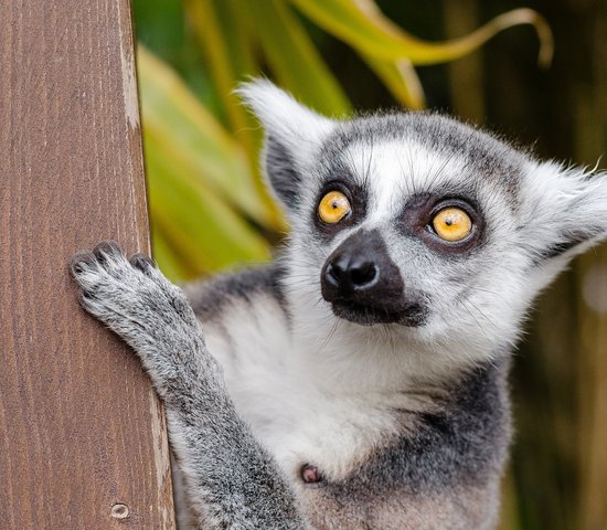 lemurien madagascar