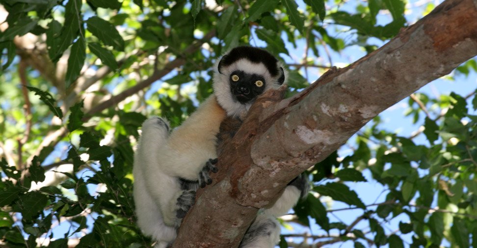 lémurien Madagascar