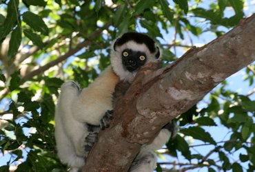 lémurien Madagascar