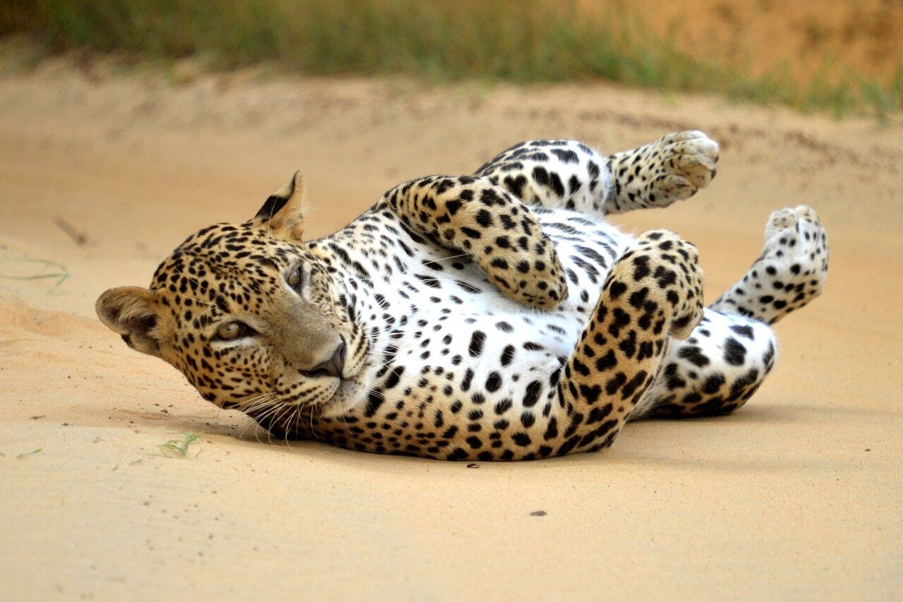 leopard yala