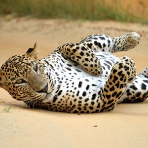 leopard yala