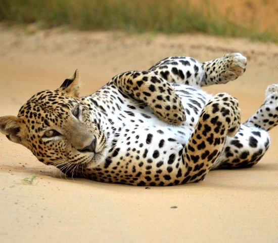 leopard yala