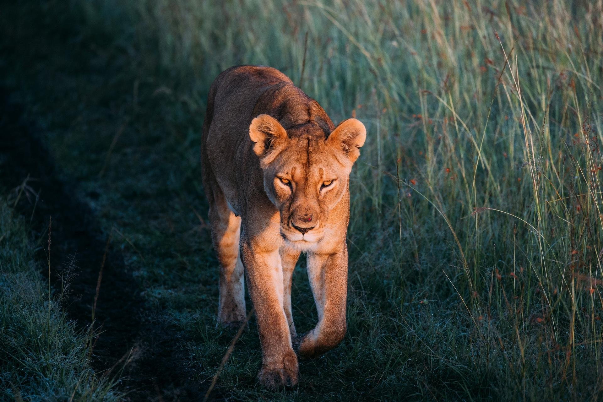 Lion Face Afrique du Sud