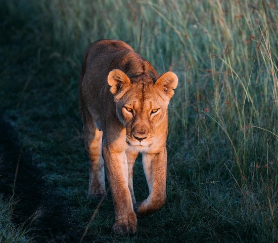 Lion Face Afrique du Sud