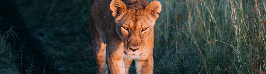 Lion Face Afrique du Sud