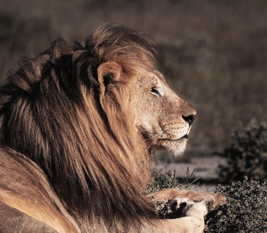 Lion Namibie