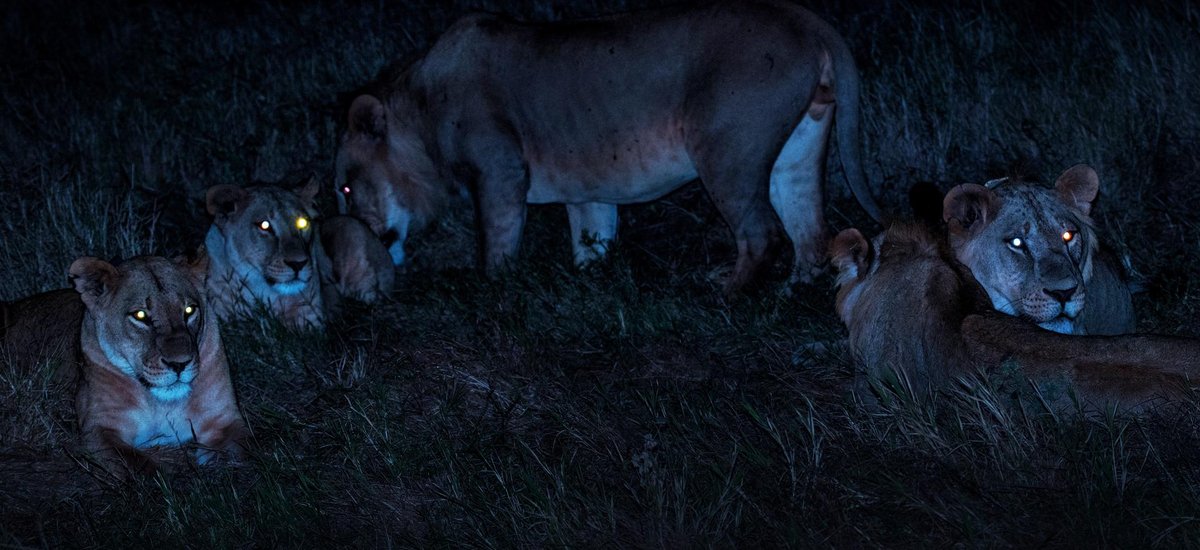 Lion Nuit Tanzanie