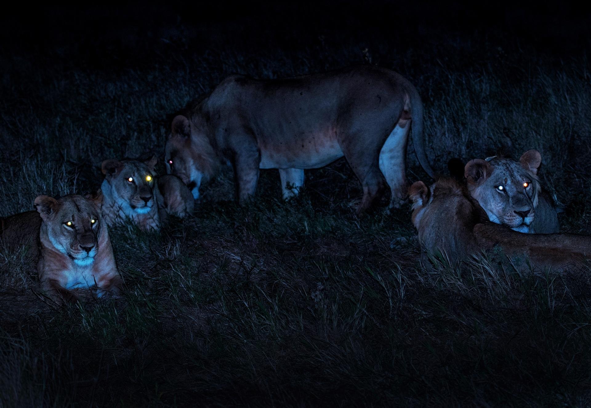 Lion Nuit Tanzanie