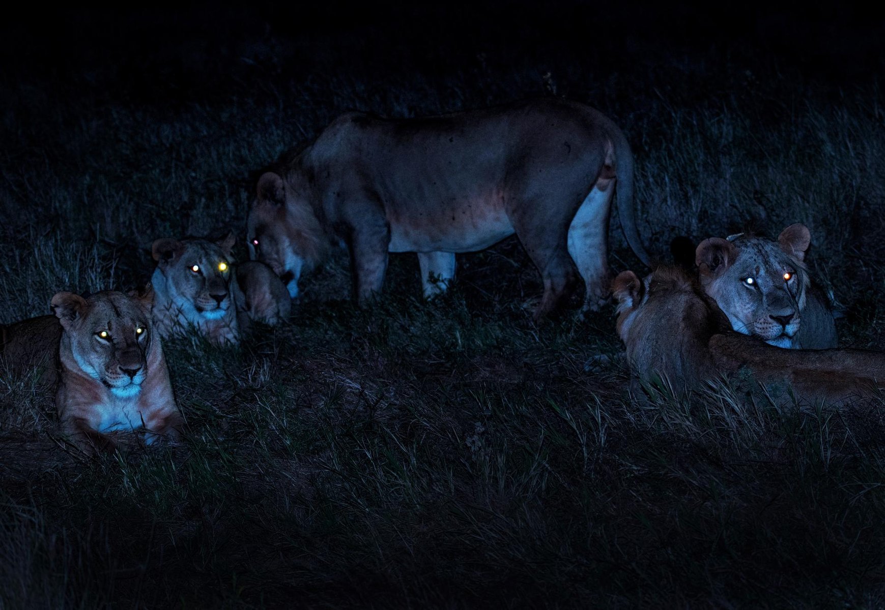 Lion Nuit Tanzanie