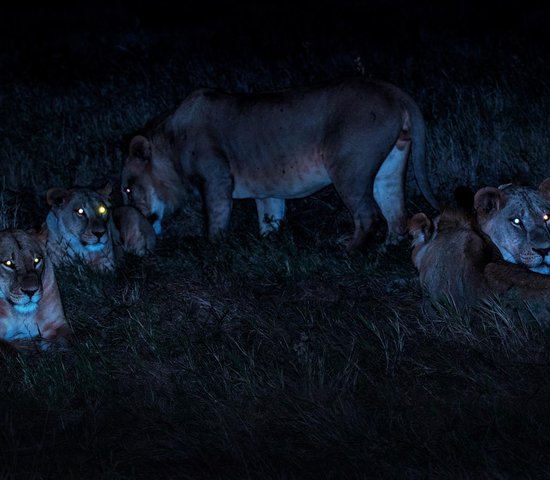 Lion Nuit Tanzanie