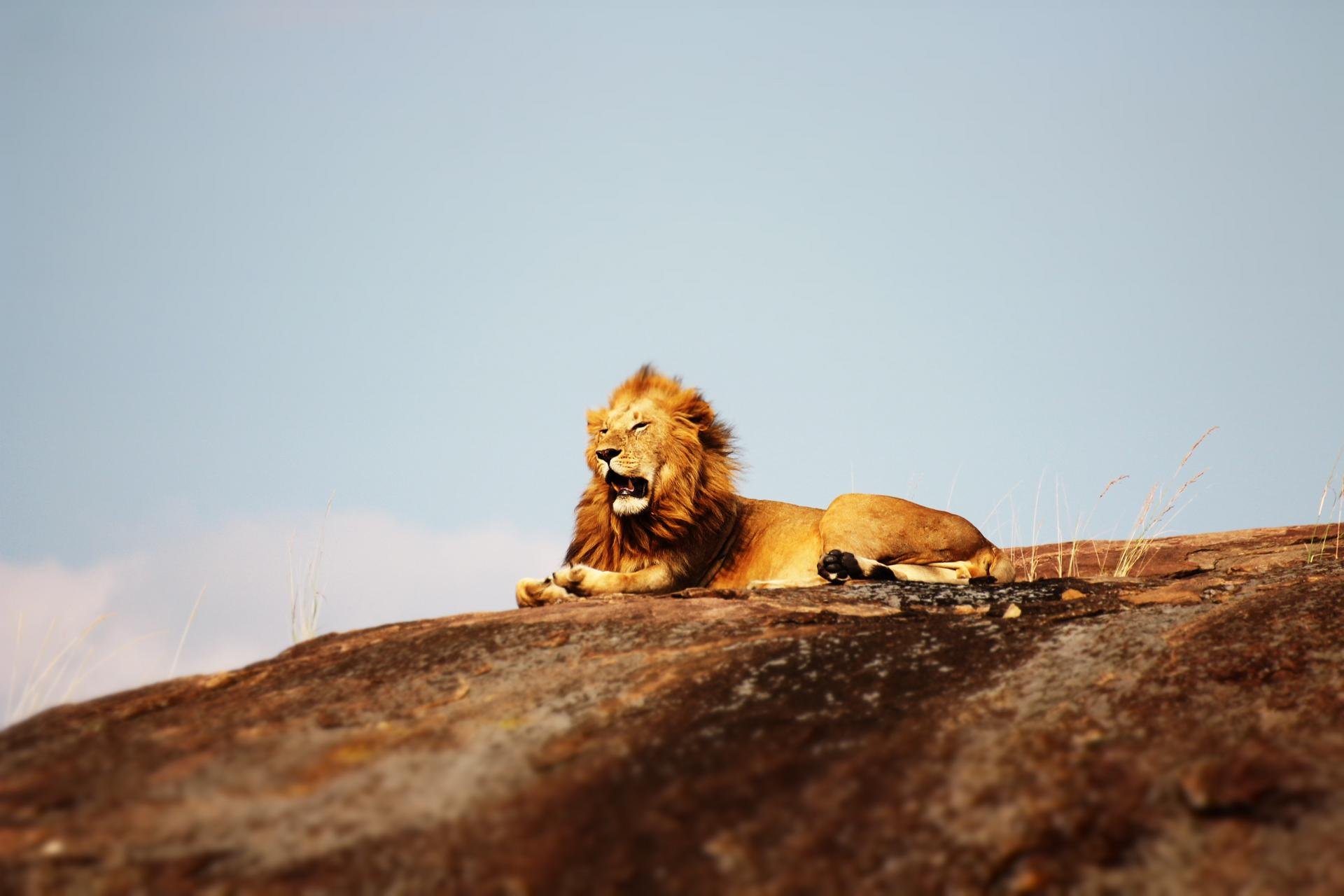 Lion Parc National Serengeti Tanzanie