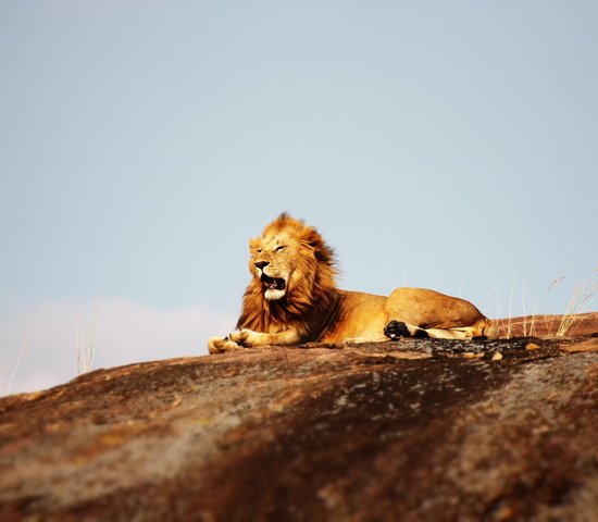 Lion Parc National Serengeti Tanzanie