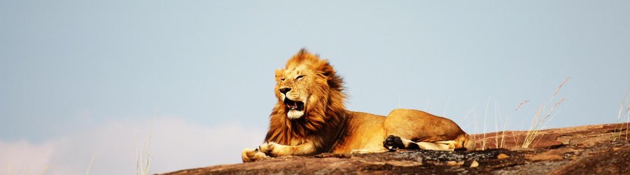 Lion Parc National Serengeti Tanzanie