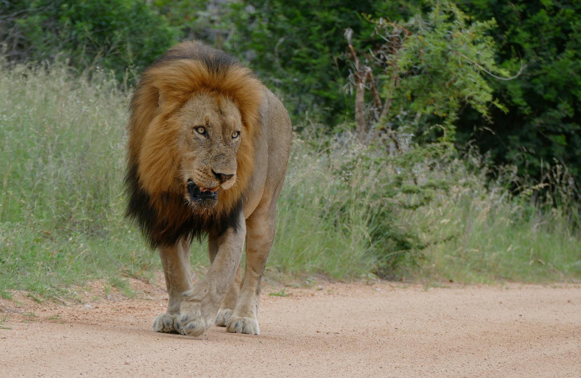 Lion safari