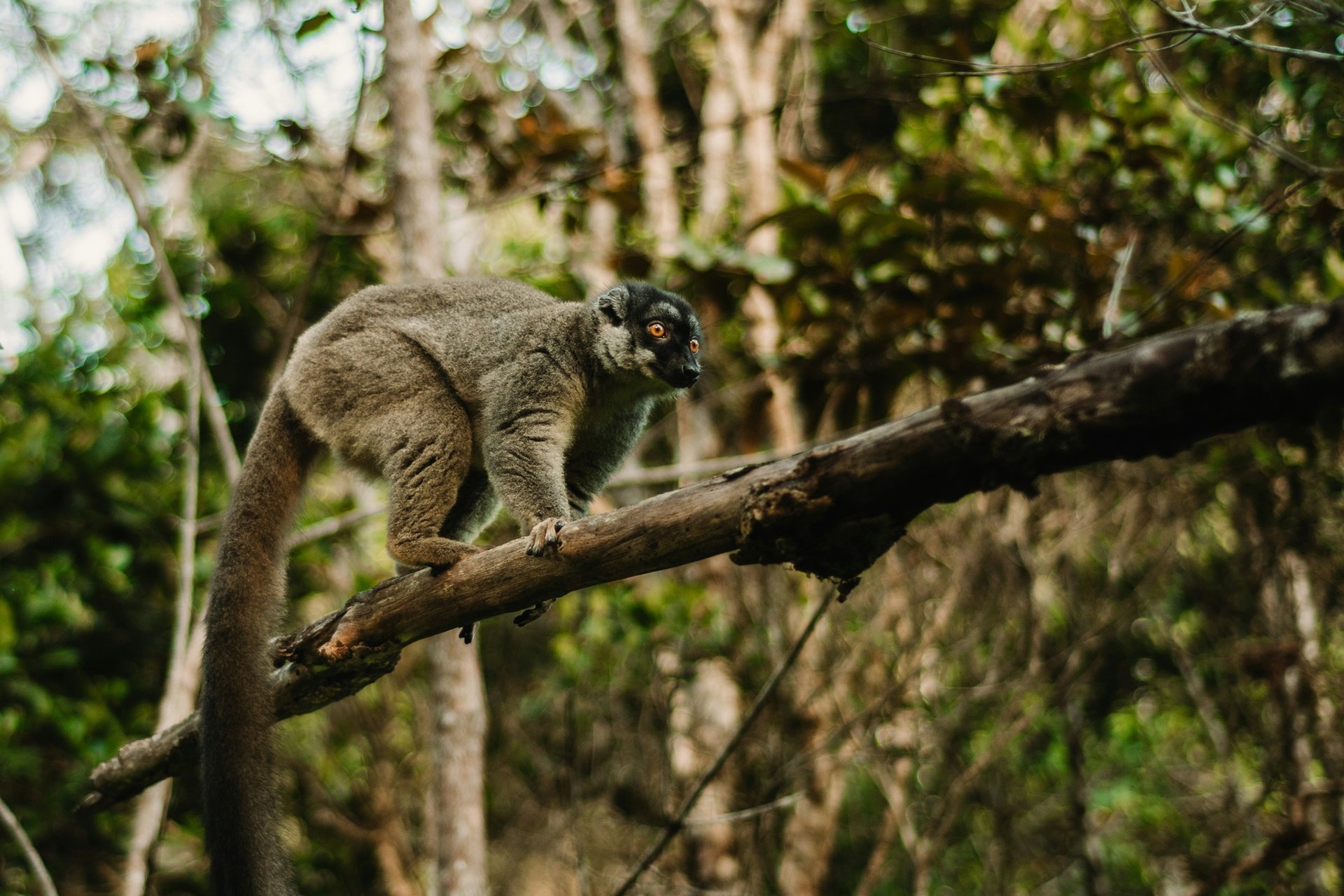 Andasibe, Madagascar