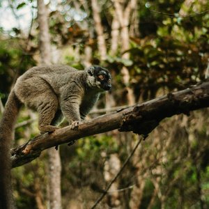 Andasibe, Madagascar