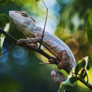 madagascar cameleon