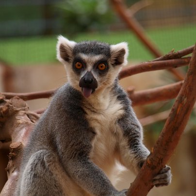 madagascar lemurien