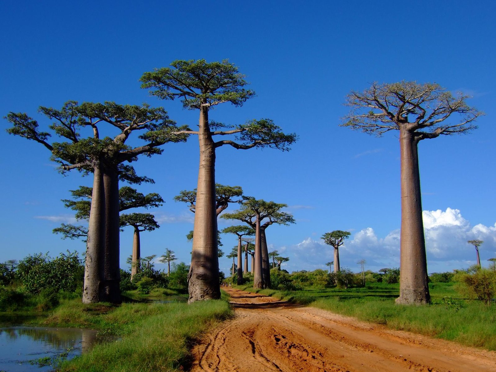 madagascar morondova allees baobab