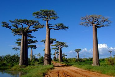 madagascar morondova allees baobab