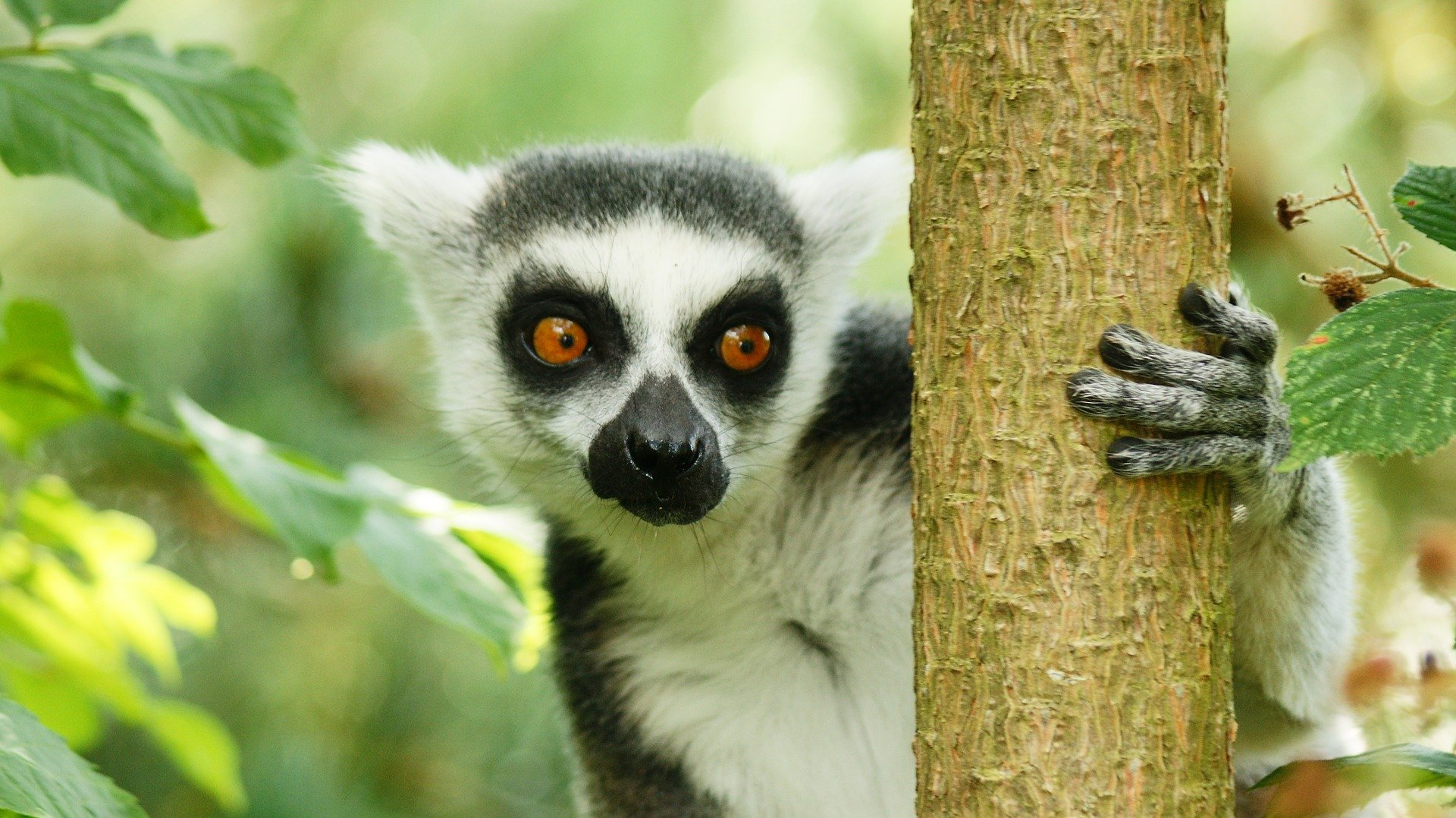 madagascar parcsud