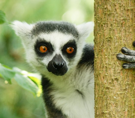 madagascar parcsud