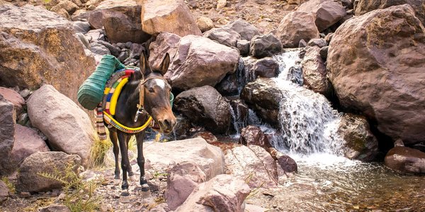 maroc mule atlas