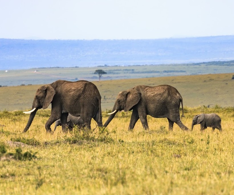 Safaris dans les Grands Parcs du Kenya