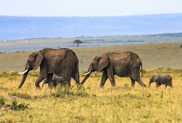 masai mara