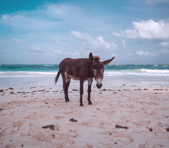 Mexique Plage Ane