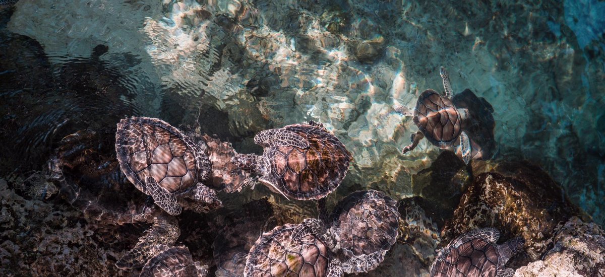 Mexique Tortues