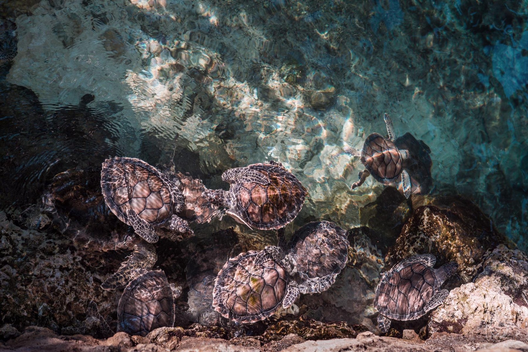 Mexique Tortues