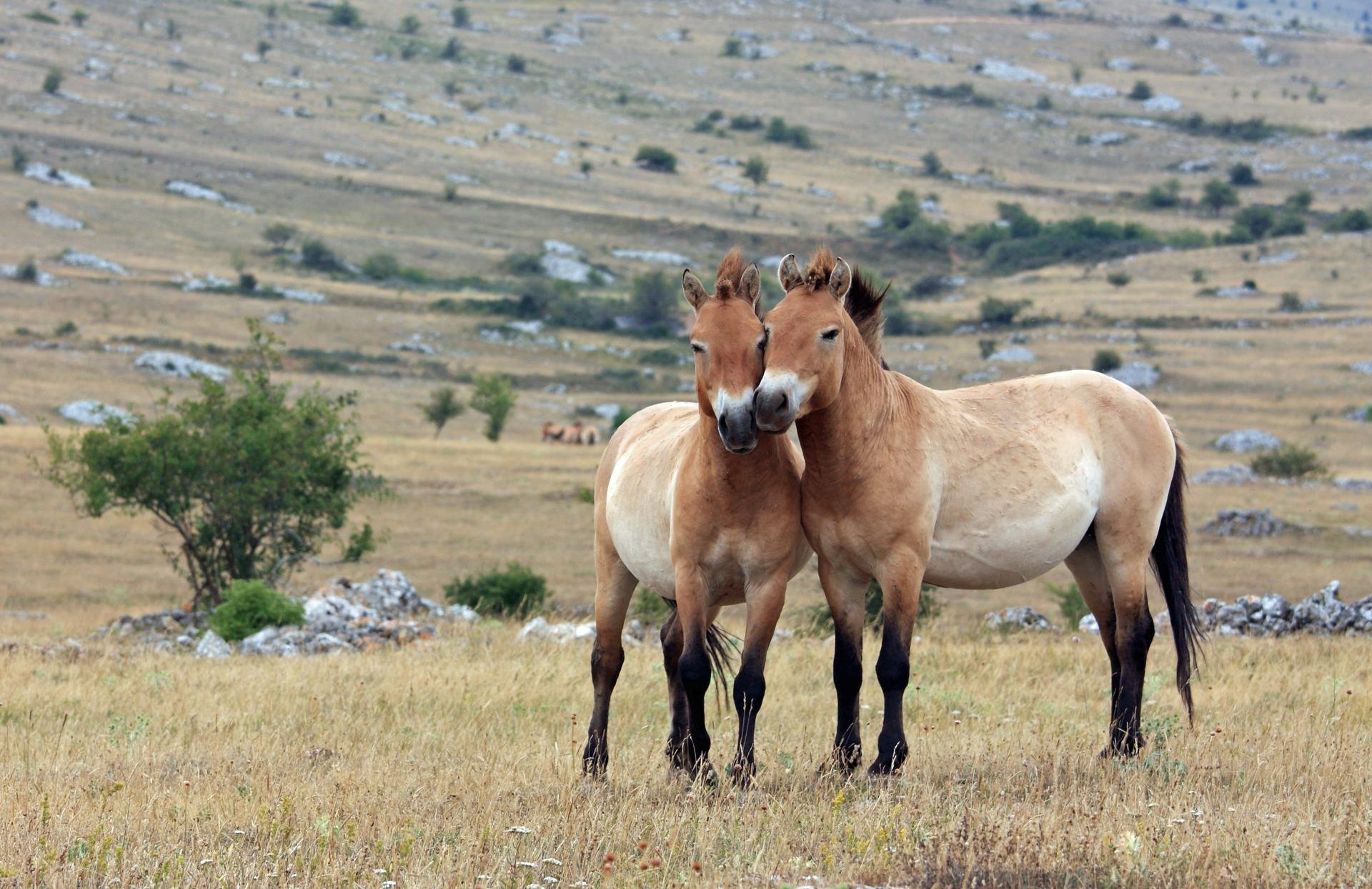 mongolie chevaux