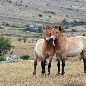 mongolie chevaux