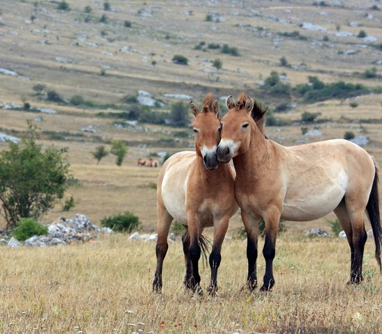 mongolie chevaux