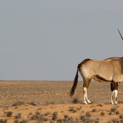 namibie animal