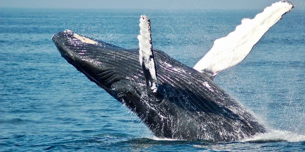 namibie baleine walvis bay
