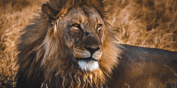 namibie big five lion etosha